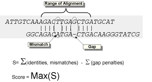 Image Score_Calculation