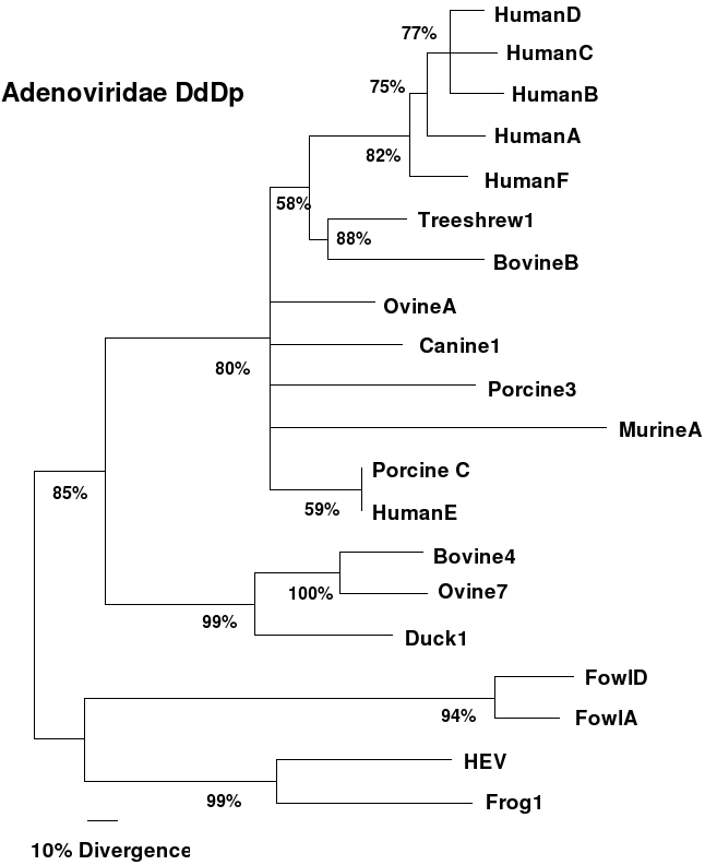 Image adeno1