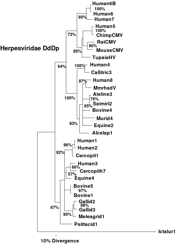 Image herpes1