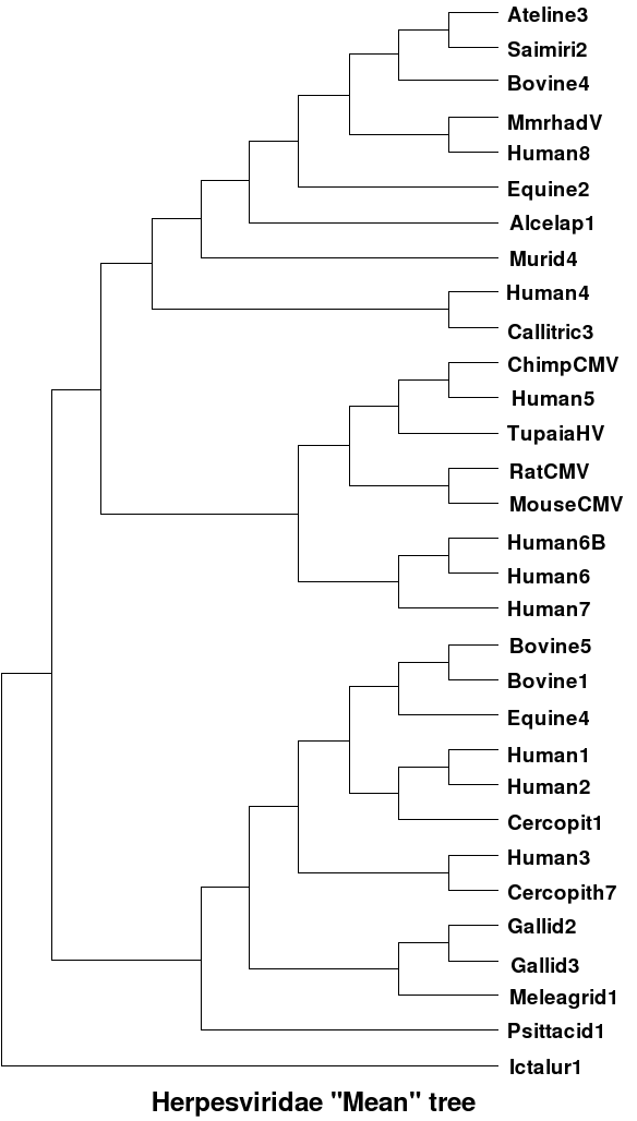 Image herpes2